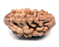 1 Mukhi